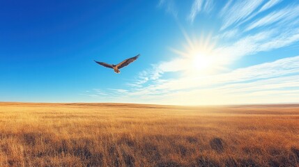Eagle soars over golden field under bright sun.