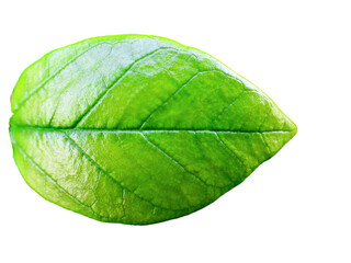 Fototapeta premium 葉っぱ