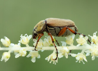 Side view of rose beetle on small flowers