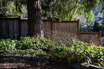 Residential home backyard garden winter cleanup on a sunny cold day, dead bush ready for removal
