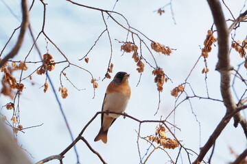 野鳥（あとり）福岡県筑後市　筑後広域公園