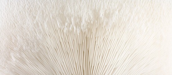 Fototapeta premium Close-up of creamy white mushroom gills.