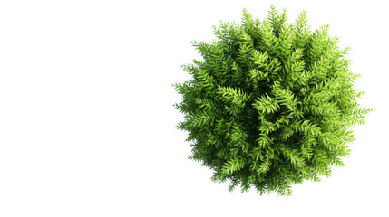 Fern on transparent background