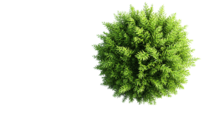 Fern on transparent background