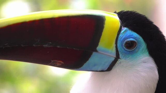 toucan eye