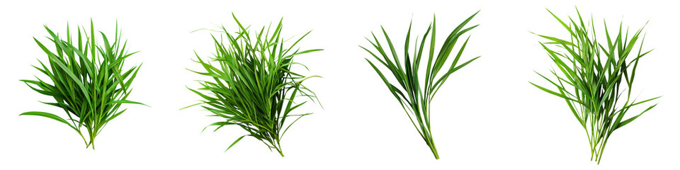 Fototapeta premium Lush Green Blades of Grass and Nature Foliage in a Verdant Environment