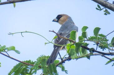 PÁSSARO BICO DE VELUDO Schistochlamys ruficapillus