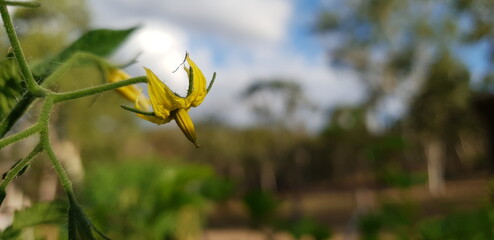 Close up of a tomato flower