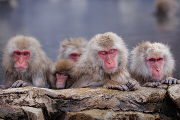 Fototapeta premium いい湯だな