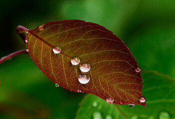 Leaf with water

