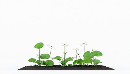Fresh green plants with white flowers growing in rich soil against a clean white background, symbolizing nature