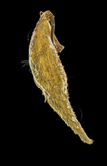 backlite milkweed cocoon on black background