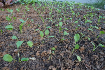 Young Green Vegetable Seedlings Growing in Soil Agriculture