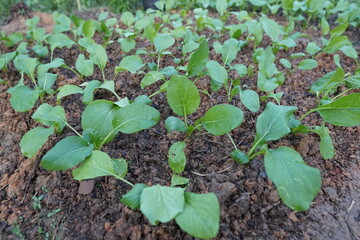 Lush Green Choy Sum Seedlings Growing in Soil