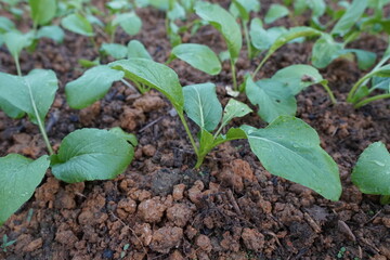 Lush Green Vegetable Seedlings Growing in Soil Farm Agriculture