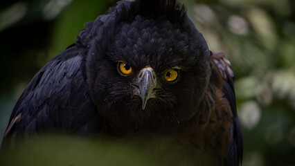 mountain golden eagle
