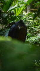 mountain golden eagle