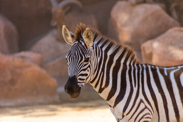 Zebra standing confidently in its natural habitat, showcasing striking black and white stripes...