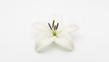 Fototapeta premium Elegant white lily flower on a clean background, showcasing its delicate petals and structure