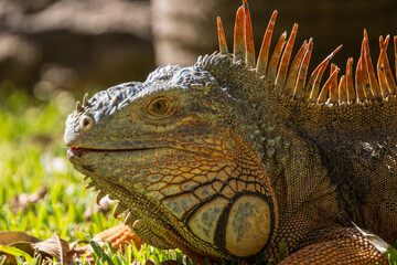 Lizard basking in sunlight on lush green grass, showcasing vibrant colors and unique features in a tropical environment