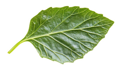 Obraz premium Green leaves on transparent background