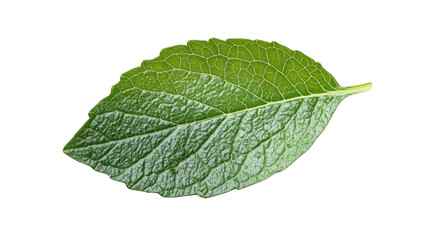 Obraz premium Green leaves on transparent background