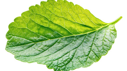 Green leaves on transparent background