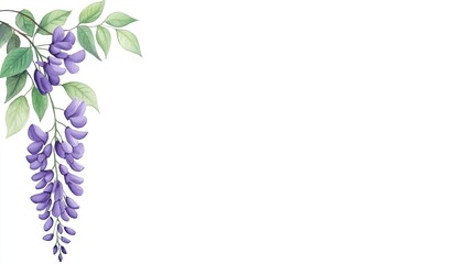 Delicate watercolor illustration of wisteria blossoms and leaves on a white background