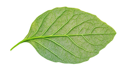 Obraz premium Green leaves on transparent background