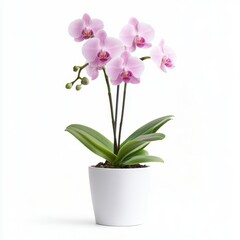 Pink Orchid in a White Pot: A Stunning Floral Display