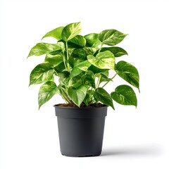 Golden Pothos Houseplant in a Sleek Black Pot