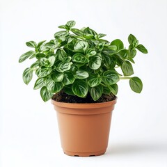 Plectranthus verticillatus in a Brown Pot on White Background
