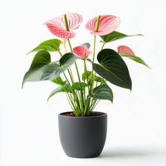 Pink Anthurium Plant in a Gray Pot on White Background