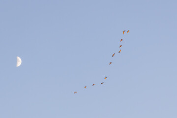Sandhill Cranes