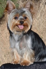 Adorable Yorkshire Terrier Dog Sitting with Tongue Out in Sunlight
