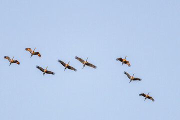 Sandhill Cranes