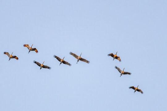 Sandhill Cranes