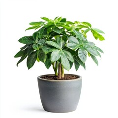 Schefflera Arboricola in a Gray Pot: A Lush Indoor Plant