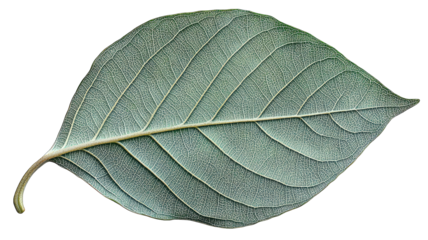 Backlit leaf showing veins on black, isolated for graphic design