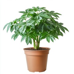 Schefflera Arboricola Plant in Brown Pot, Isolated on White Background