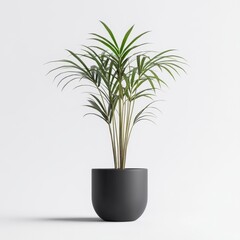 Elegant Chamaedorea elegans in a Sleek Dark Grey Pot Against a Pristine White Background