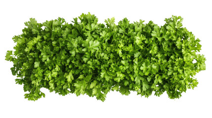 Obraz premium Spinach on transparent background
