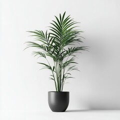 Fototapeta premium Elegant Kentia Palm in a Sleek Dark Grey Pot Against a White Wall