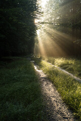 Piękna droga leśna o poranku po deszczu © © Jakacki