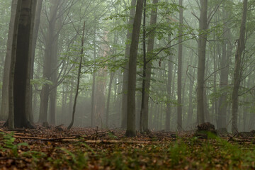 Piękny zielony mglisty las 