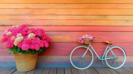 Vintage bicycle with a flower basket beside vibrant pink hydrangeas against a colorful wooden wall