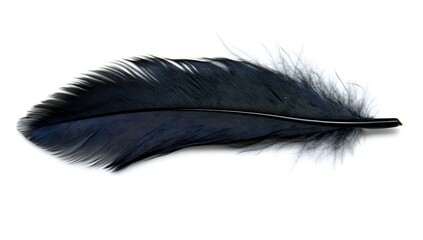 Black Feather Isolated on White Background, Close-up of Natural Texture