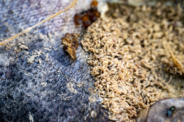Dead salmon in a stream with visible maggots.