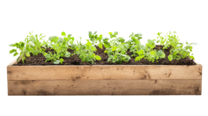 Young green seedlings sprouting in dark fertile soil on transparent background