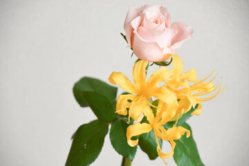 薔薇とリコリス